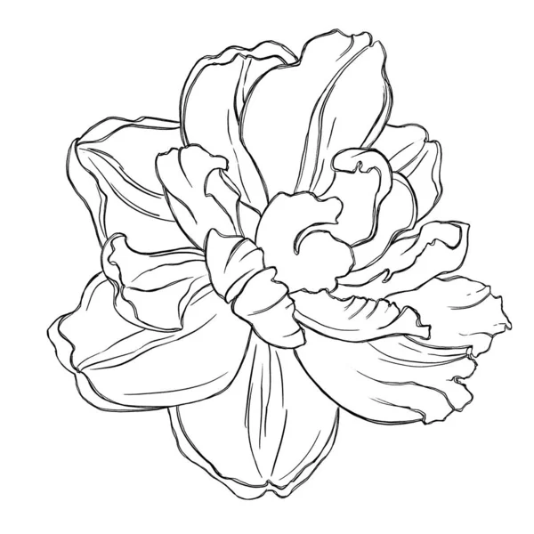 Чорна Мінімалістична Ілюстрація Тюльпана Ботанічний Ескіз Лініями Ідея Логотипу Татуювання — стокове фото