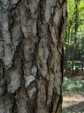 wood texture. the bark of a pine tree. wood background. close-up of pine texture