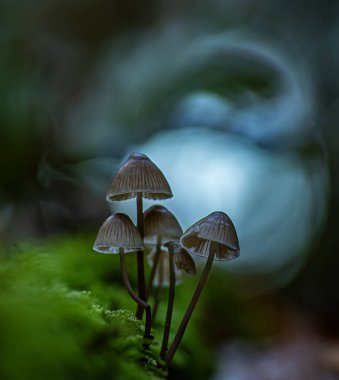 Siyah beyaz soyut yağmur damlaları