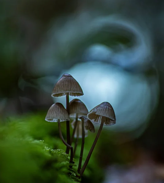 Siyah beyaz soyut yağmur damlaları