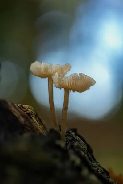 Siyah beyaz soyut yağmur damlaları