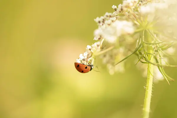 Yazın sarı arka planda beyaz bir çiçekte uğur böceği