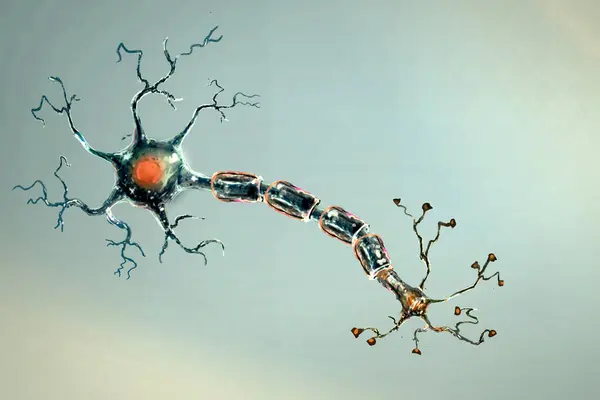 Cyfrowa Ilustracja Komórek Mózgowych Ich Anatomii — Zdjęcie stockowe