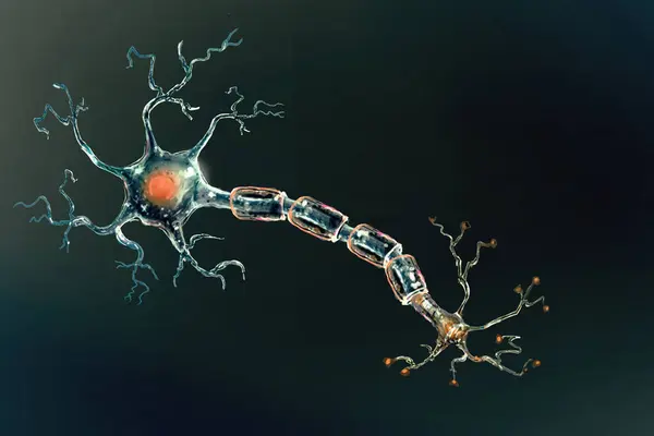 Digitale Illustratie Van Hersencellen Hun Anatomie — Stockfoto
