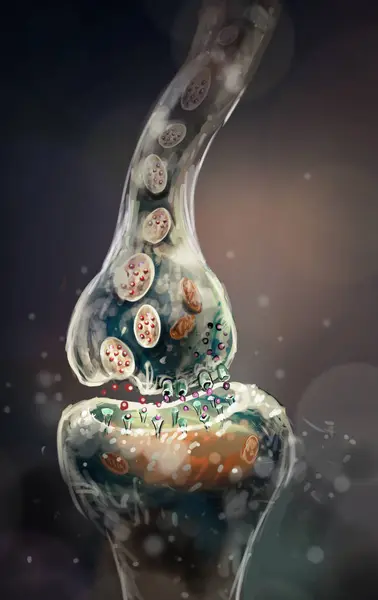 Agysejtek Szinapszisának Digitális Illusztrációja Stock Kép