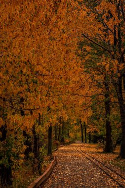 Sonbahar Parkı 'nda Yol