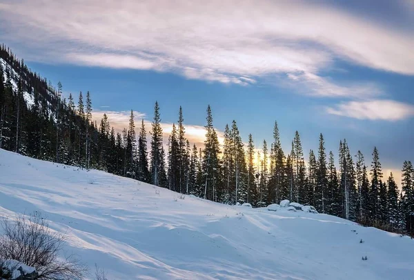 Πρωινός Ουρανός Πάνω Από Δέντρα Χειμώνα — Φωτογραφία Αρχείου