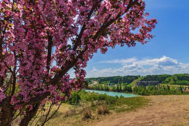 Bow River Vadisi 'ni çevreleyen Çiçeklerin Panoramik Görünümü