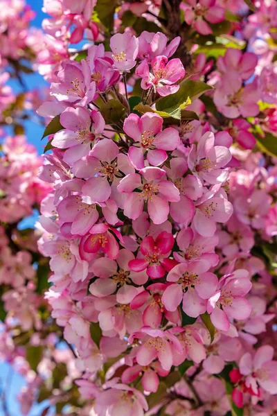 Close Up Of Pink Spring Flowers