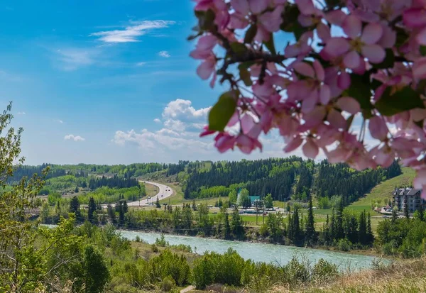 Bow River Vadisi 'nde Pembe Çiçekler