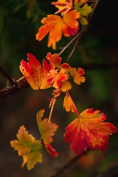 Rote Und Orangefarbene Herbstblätter Stockfoto