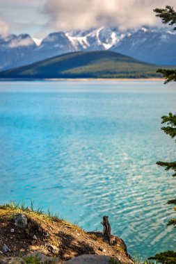 Yer sincabı aşağı Kananaskis Gölü 'ne bakıyor.