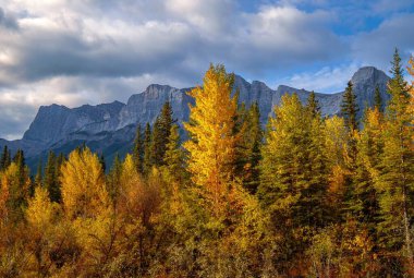 Fall Forest By Canmore Mountains clipart