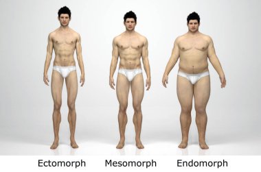 3D Render: Ayakta duran erkek gövde tipinin ön görünümü: ektomorf (sıska tip), mesomorf (kas tipi), endomorph (ağır ağırlık tipi))