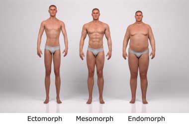 3D Render: Ayakta duran erkek gövde tipinin ön görünümü: ektomorf (sıska tip), mesomorf (kas tipi), endomorph (ağır ağırlık tipi))