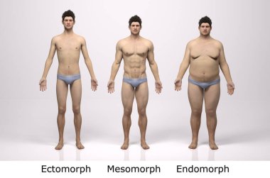 3D Render: Ayakta duran erkek gövde tipinin ön görünümü: ektomorf (sıska tip), mesomorf (kas tipi), endomorph (ağır ağırlık tipi))