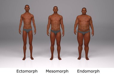 3D Render: Ayakta duran erkek gövde tipinin ön görünümü: ektomorf (sıska tip), mesomorf (kas tipi), endomorph (ağır ağırlık tipi))
