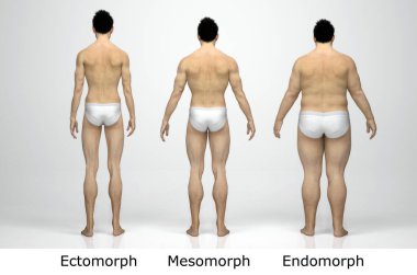 3D Render: Ayakta duran erkek gövde tipinin ön görünümü: ektomorf (sıska tip), mesomorf (kas tipi), endomorph (ağır ağırlık tipi))