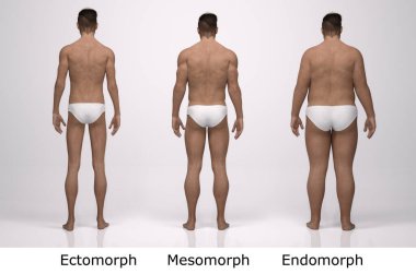 3D Render: Ayakta duran erkek gövde tipinin ön görünümü: ektomorf (sıska tip), mesomorf (kas tipi), endomorph (ağır ağırlık tipi))