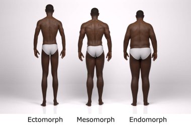 3D Render: Ayakta duran erkek gövde tipinin ön görünümü: ektomorf (sıska tip), mesomorf (kas tipi), endomorph (ağır ağırlık tipi))