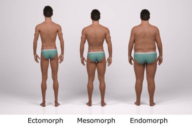 3D Render: Ayakta duran erkek gövde tipinin ön görünümü: ektomorf (sıska tip), mesomorf (kas tipi), endomorph (ağır ağırlık tipi))