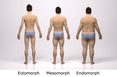 3D Render: Ayakta duran erkek gövde tipinin ön görünümü: ektomorf (sıska tip), mesomorf (kas tipi), endomorph (ağır ağırlık tipi))