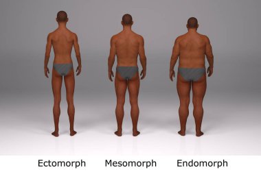 3D Render: Ayakta duran erkek gövde tipinin ön görünümü: ektomorf (sıska tip), mesomorf (kas tipi), endomorph (ağır ağırlık tipi))
