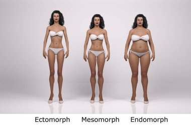 3D Render: Ayakta duran kadın vücut tipinin ön görünümü: ektomorf (sıska tip), mesomorf (kas tipi), endomorf (ağır ağırlık tipi))