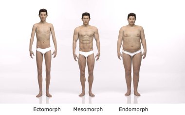 3D Render: Ayakta duran erkek gövde tipinin ön görünümü: ektomorf (sıska tip), mesomorf (kas tipi), endomorph (ağır ağırlık tipi))