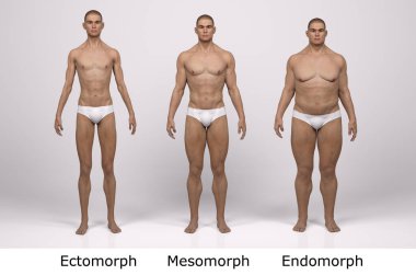 3D Render: Ayakta duran erkek gövde tipinin ön görünümü: ektomorf (sıska tip), mesomorf (kas tipi), endomorph (ağır ağırlık tipi))