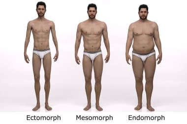 3D Render: Ayakta duran erkek gövde tipinin ön görünümü: ektomorf (sıska tip), mesomorf (kas tipi), endomorph (ağır ağırlık tipi))