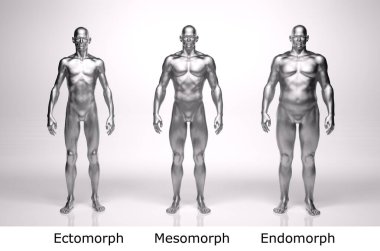 3D Render: Ayakta duran erkek gövde tipinin ön görünümü: ektomorf (sıska tip), mesomorf (kas tipi), endomorph (ağır ağırlık tipi))