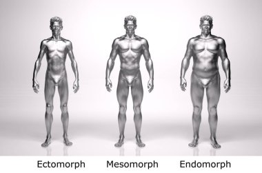 3D Render: Ayakta duran erkek gövde tipinin ön görünümü: ektomorf (sıska tip), mesomorf (kas tipi), endomorph (ağır ağırlık tipi))