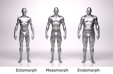 3D Render: Ayakta duran erkek gövde tipinin ön görünümü: ektomorf (sıska tip), mesomorf (kas tipi), endomorph (ağır ağırlık tipi))
