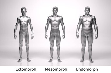 3D Render: Ayakta duran erkek gövde tipinin ön görünümü: ektomorf (sıska tip), mesomorf (kas tipi), endomorph (ağır ağırlık tipi))