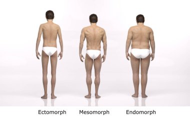 3D Render: Ayakta duran erkek gövde tipinin ön görünümü: ektomorf (sıska tip), mesomorf (kas tipi), endomorph (ağır ağırlık tipi))