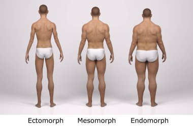 3D Render: Ayakta duran erkek gövde tipinin ön görünümü: ektomorf (sıska tip), mesomorf (kas tipi), endomorph (ağır ağırlık tipi))