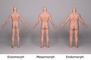 3D Render: Ayakta duran erkek gövde tipinin ön görünümü: ektomorf (sıska tip), mesomorf (kas tipi), endomorph (ağır ağırlık tipi))