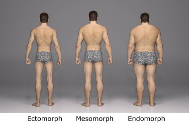 3D Render : Front view of standing male body type : ectomorph (skinny type), mesomorph (muscular type), endomorph(heavy weight type) clipart