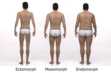 3D Render: Ayakta duran erkek gövde tipinin ön görünümü: ektomorf (sıska tip), mesomorf (kas tipi), endomorph (ağır ağırlık tipi))