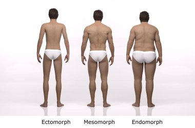 3D Render: Ayakta duran erkek gövde tipinin ön görünümü: ektomorf (sıska tip), mesomorf (kas tipi), endomorph (ağır ağırlık tipi))