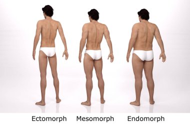 3D Render: Ayakta duran erkek gövde tipinin ön görünümü: ektomorf (sıska tip), mesomorf (kas tipi), endomorph (ağır ağırlık tipi))