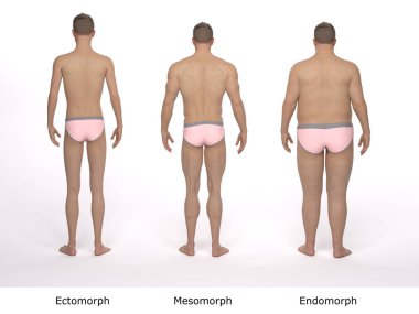 3D Render: Ayakta duran erkek gövde tipinin ön görünümü: ektomorf (sıska tip), mesomorf (kas tipi), endomorph (ağır ağırlık tipi))