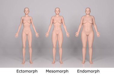 3D Render: Ayakta duran kadın vücut tipinin ön görünümü: ektomorf (sıska tip), mesomorf (kas tipi), endomorf (ağır ağırlık tipi))