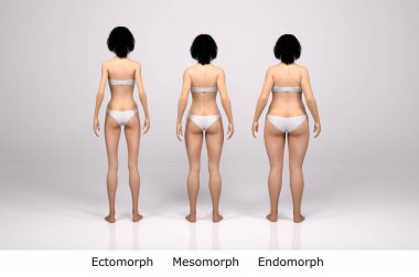 3D Render: Ayakta duran kadın vücut tipinin arka görünümü: ektomorf (sıska tip), mesomorf (kas tipi), endomorf (ağır ağırlık tipi))