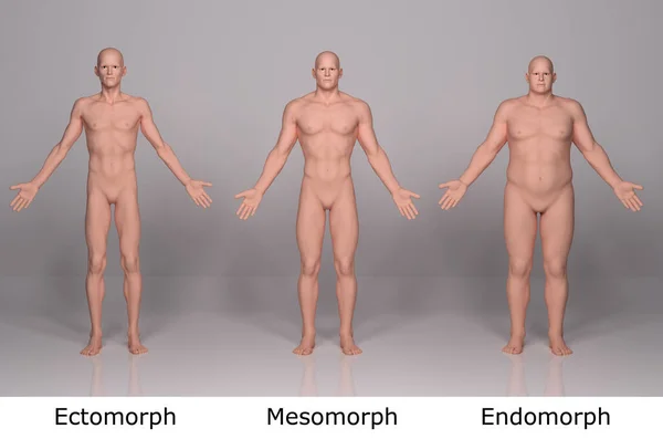 Render Vorderseite Des Stehenden Männlichen Körpertyps Ektomorph Dünner Typ Mesomorph — Stockfoto