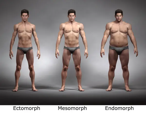 3D Render : Front view of standing male body type : ectomorph (skinny type), mesomorph (muscular type), endomorph(heavy weight type)