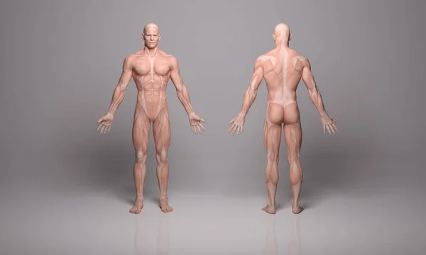 Render Stojący Mężczyzna Ciało Ilustracja Tkanki Mięśniowej Wyświetlacz — Zdjęcie stockowe