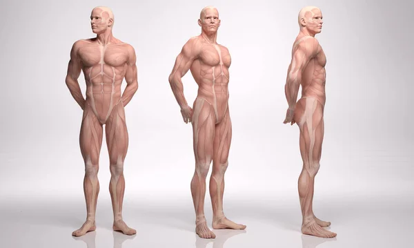 3D渲染 一个有肌肉组织的站立的男性体表 — 图库照片