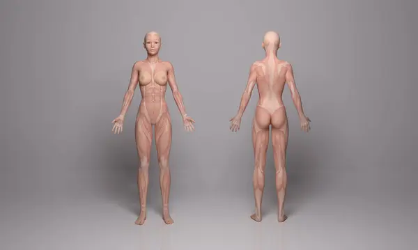 Рендер Изображение Стоящего Женского Тела Мышечными Тканями — стоковое фото